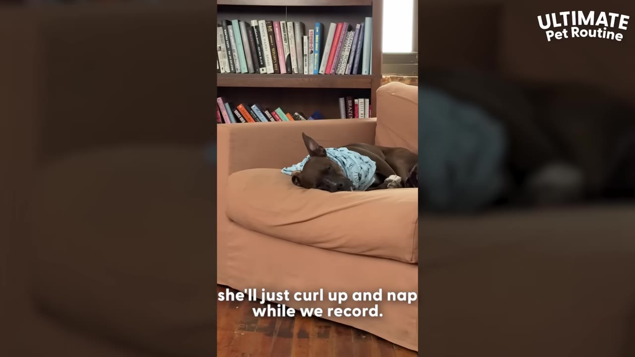 A brown dog wearing a light blue patterned bandana sleeps curled up on a tan armchair in front of a bookshelf.