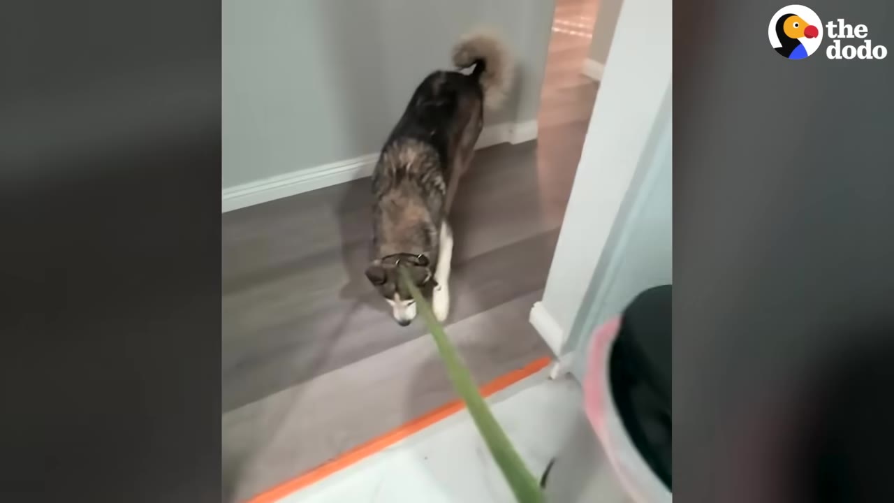 A husky-like dog walks forward down a hallway on a green leash.