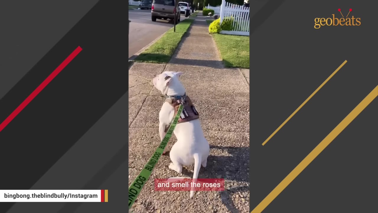 A white dog wearing a harness and a green leash that reads 'BLIND DOG' sits on a concrete sidewalk during a walk.