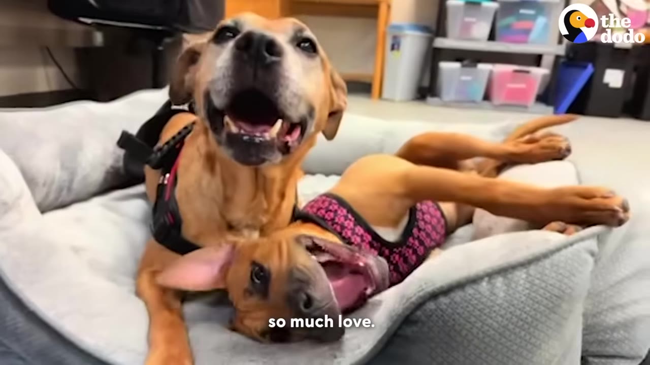 Two happy brown dogs lying together in a large grey dog bed, both smiling with their mouths open.