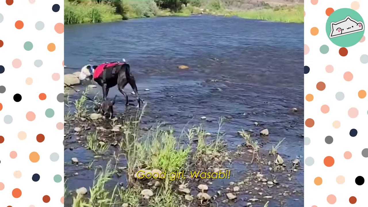 A black and white dog wearing a red harness stands in a shallow river next to a small grey cat on a leash.