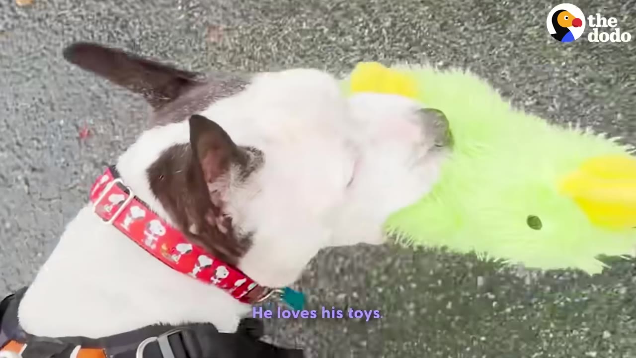 A close-up shot of a white and brown dog wearing a red collar, carrying a bright green plush toy in its mouth while outdoors.