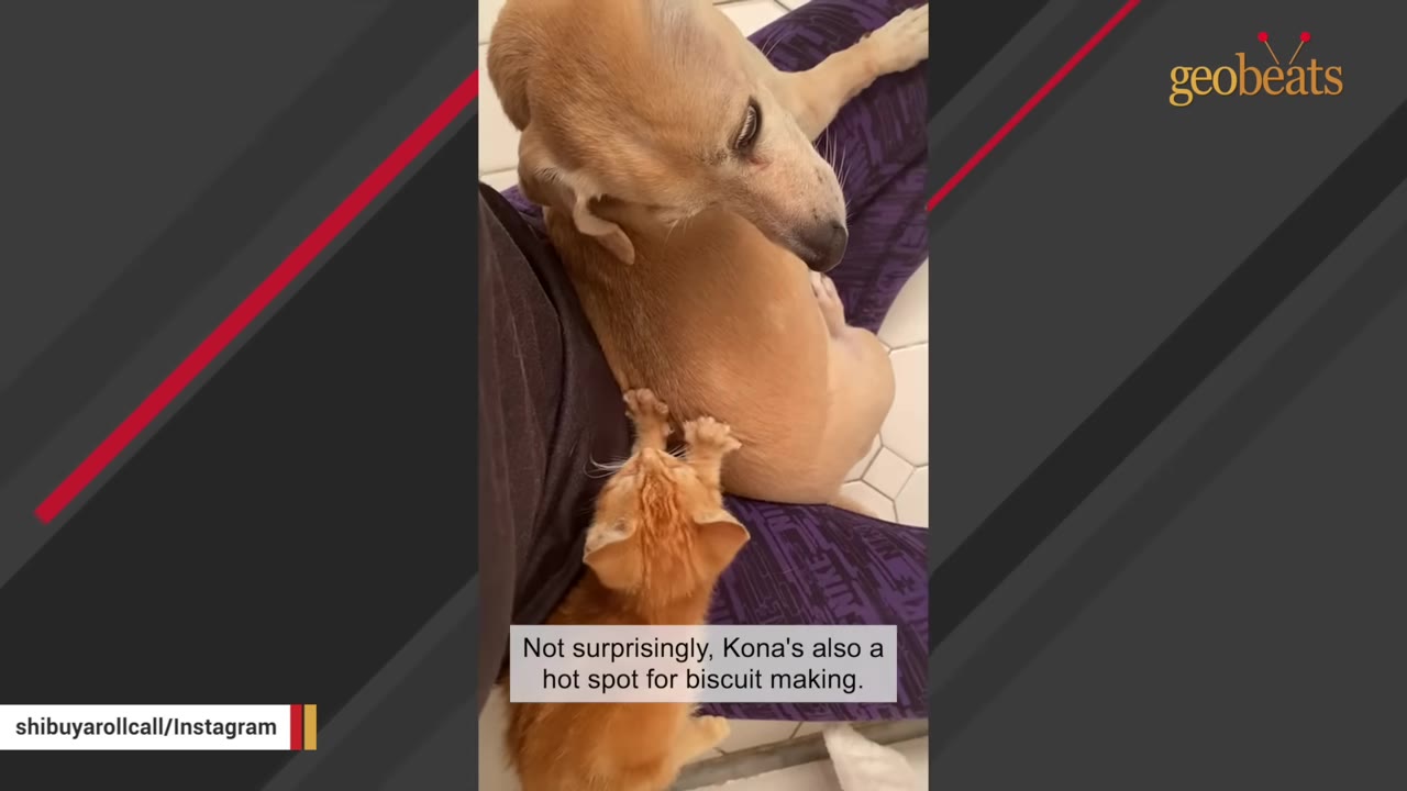 An orange kitten kneads its paws on the back of a tan dog named Kona.