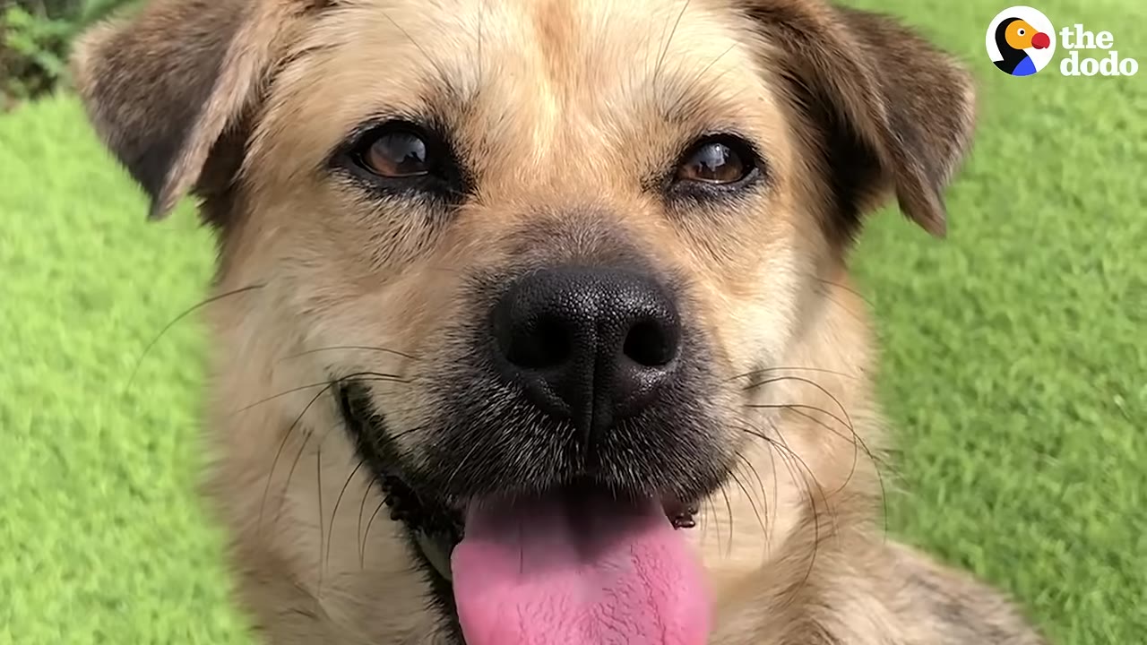 A close-up portrait of a light brown dog with its tongue out, smiling against a green grass background.