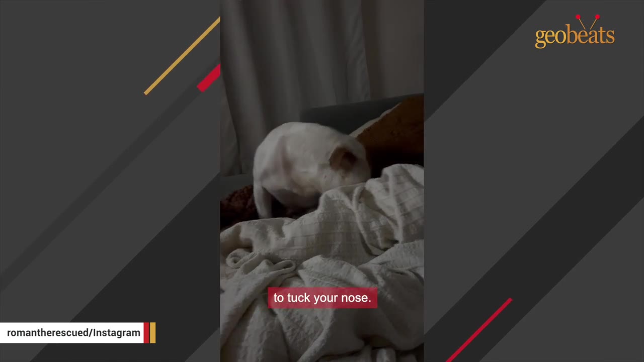 A white and brown dog tucks its nose into a crumpled white blanket on a couch.
