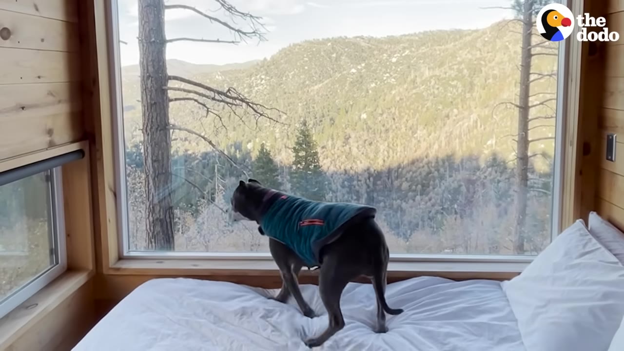 A gray dog wearing a blue jacket stands on a white bed, looking out a large window at a scenic mountain view.