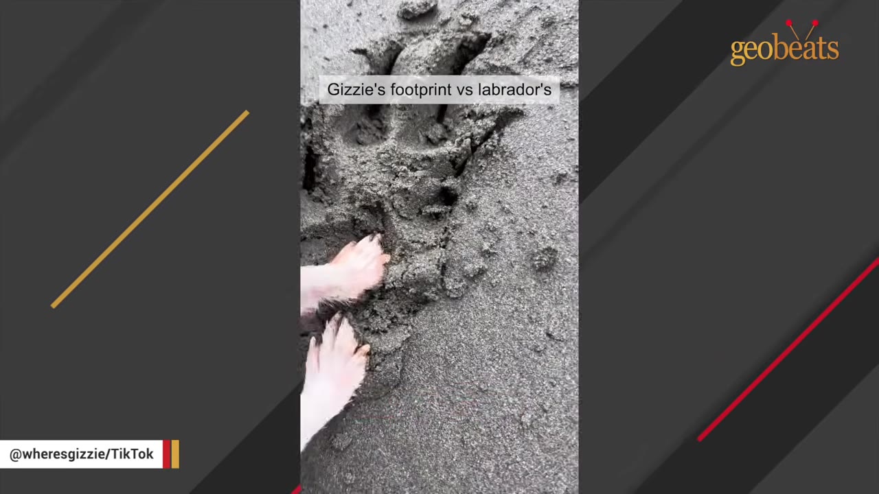 A close-up shot of a tiny white dog's paws placed next to a much larger dog's footprint in the dark sand.