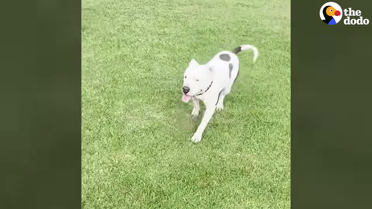 A white dog with a black spot on its back running happily across a green grass lawn.