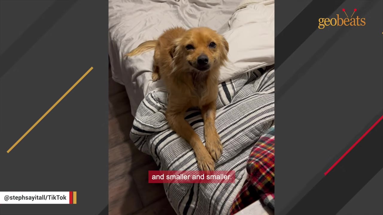 A small, fluffy brown dog lying on a bed with its front paws crossed, squinting its eyes and appearing to smile at the camera.