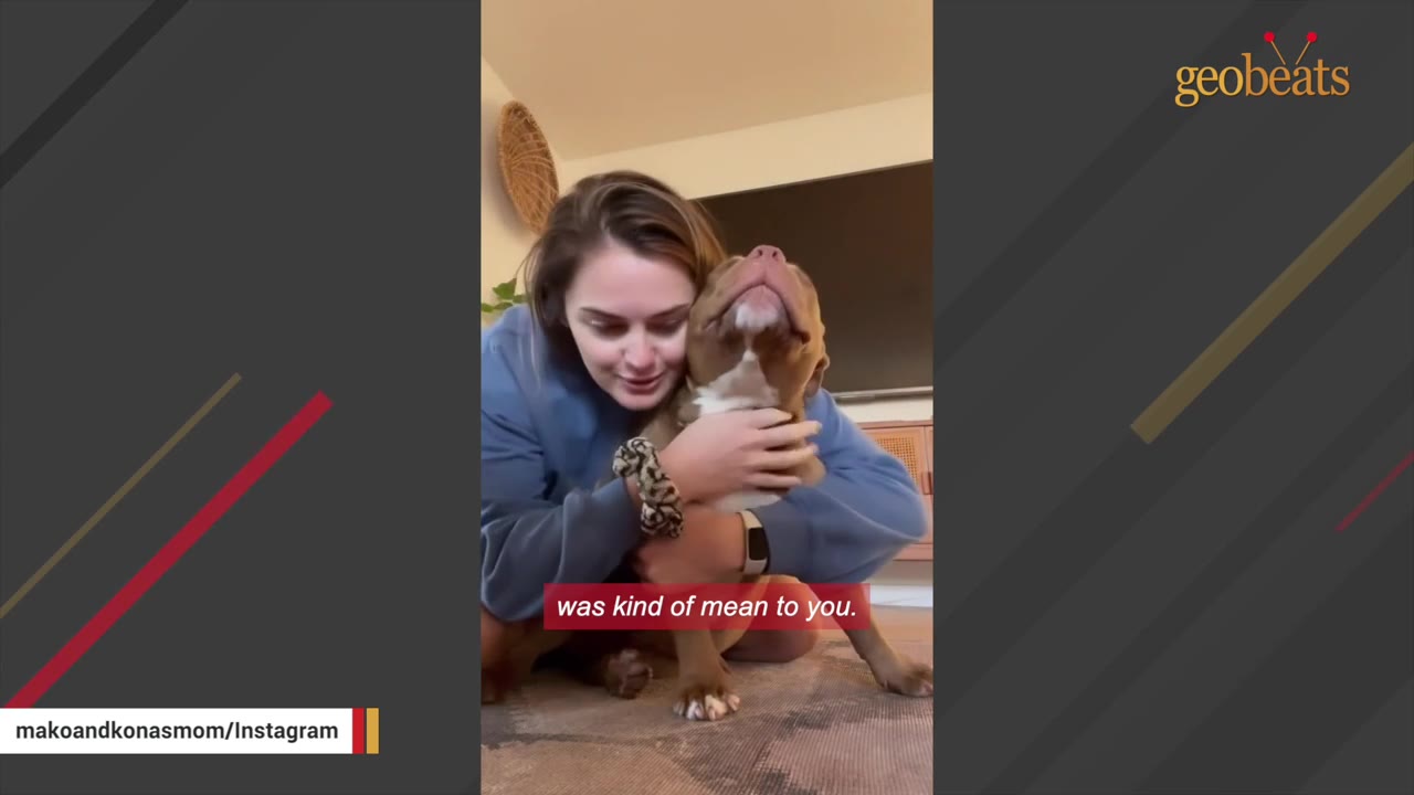 A woman in a blue sweatshirt hugs a brown and white dog tightly while sitting on the floor.