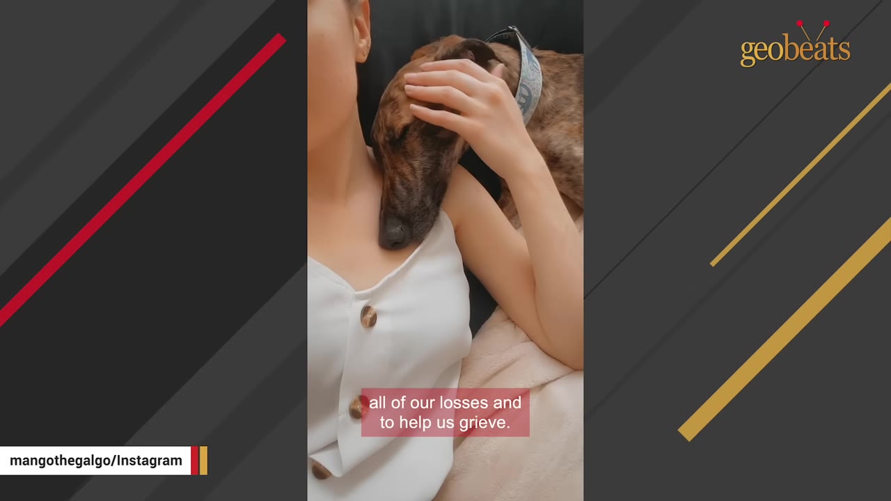 A close-up shot of a brindle dog resting its head on a woman's chest while she gently strokes its head.