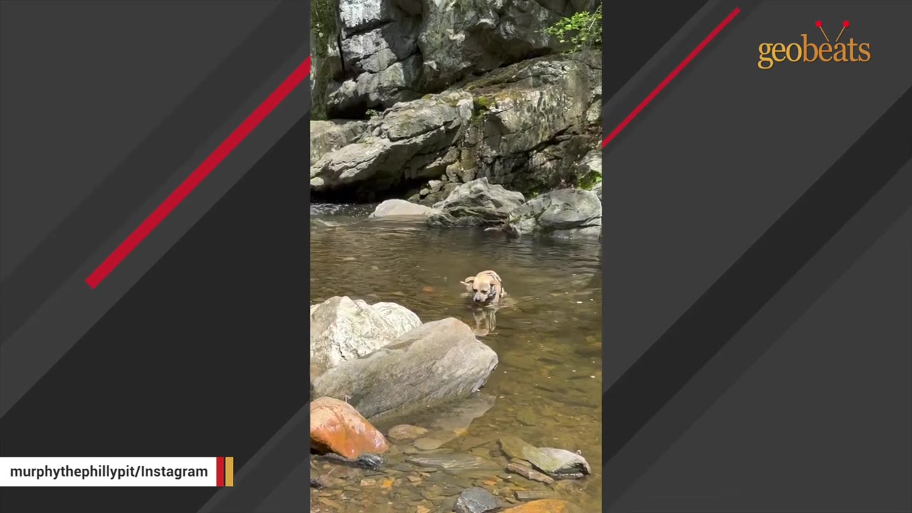 A tan dog swims in a shallow, rocky stream surrounded by large boulders.
