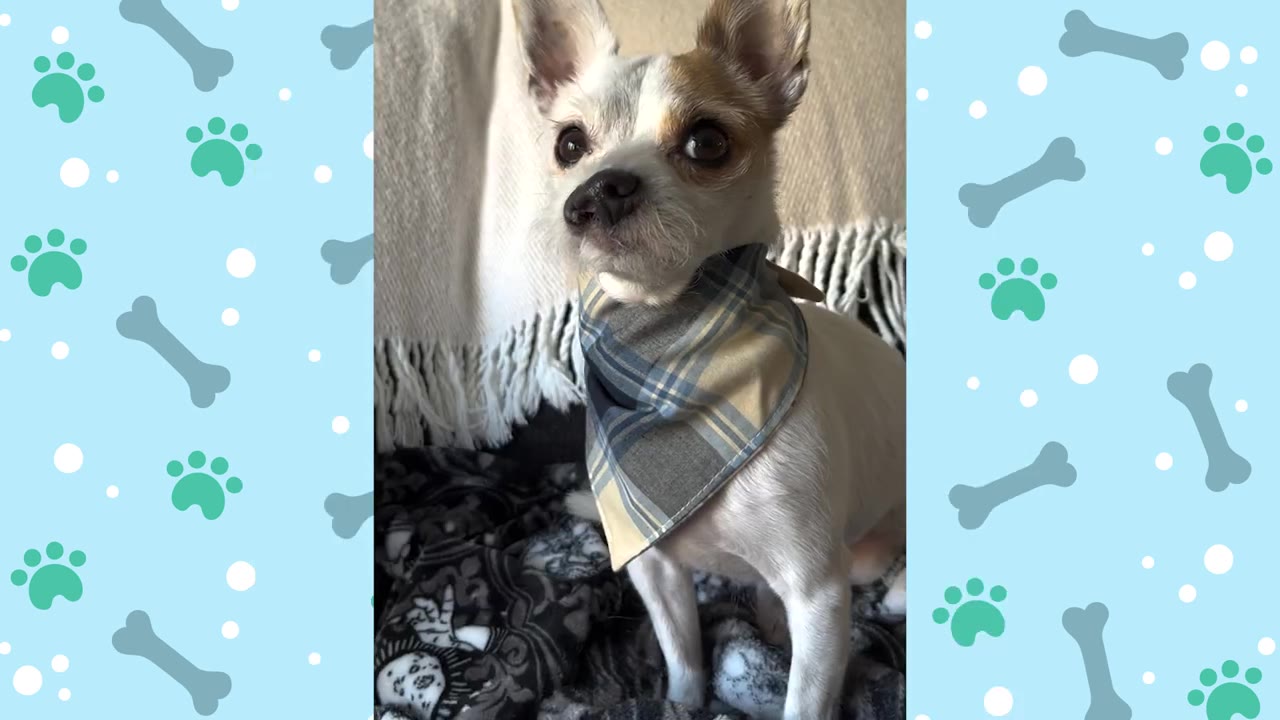 A small white and tan dog wearing a blue and yellow plaid bandana sits on a blanket, looking directly at the camera.