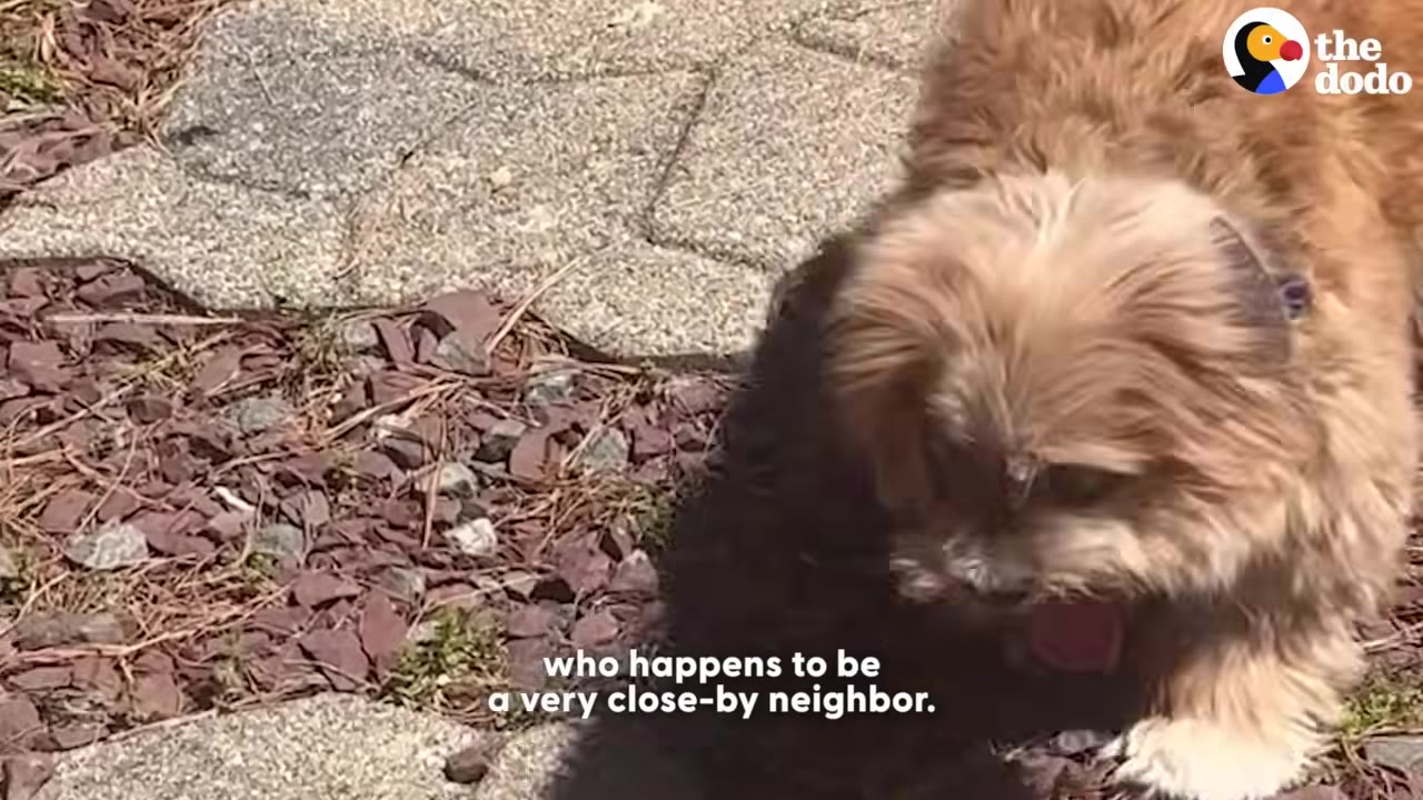 A close-up shot of Freddy, a small, fluffy brown dog, sniffing the ground on a stone patio.