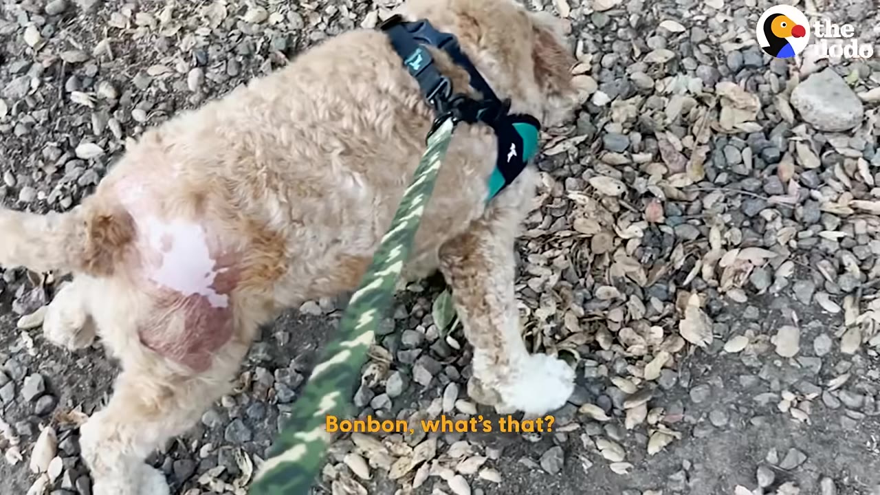 A light brown, curly-haired dog wearing a black and teal harness with a green camo leash walks on a ground covered with small stones and dry leaves.
