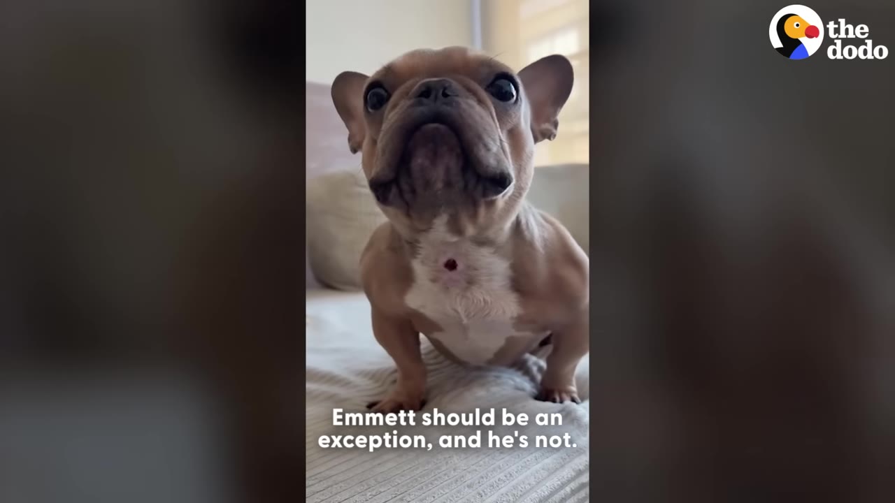 A brown French bulldog named Emmett sitting on a couch, looking up to reveal a small tracheostomy opening in his windpipe.