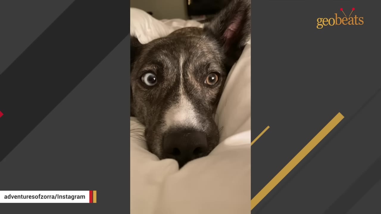 A close-up of a brindle-colored dog with heterochromia, having one blue eye and one brown eye, resting its head on a white pillow.