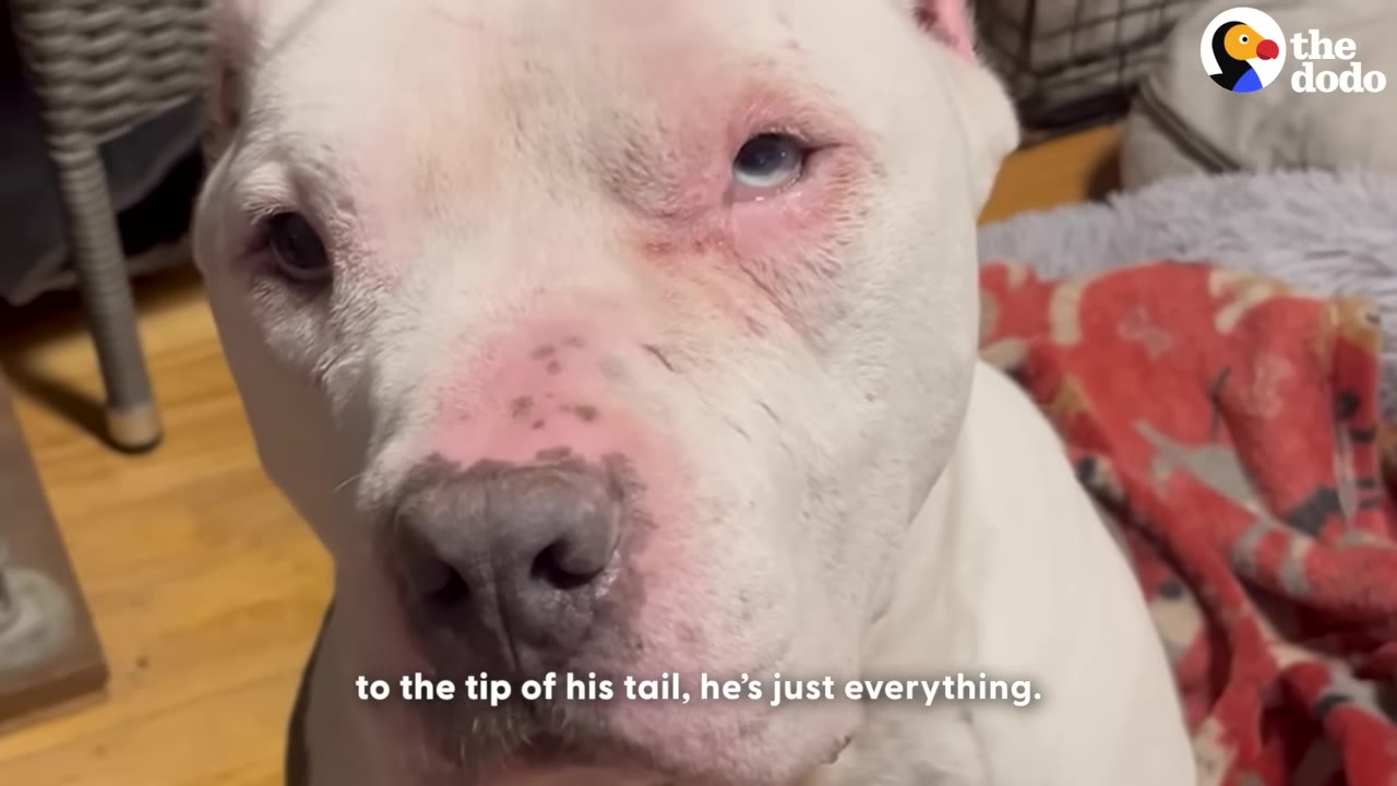 A close-up shot of a white dog with pink skin around its eyes and nose looking directly into the camera.