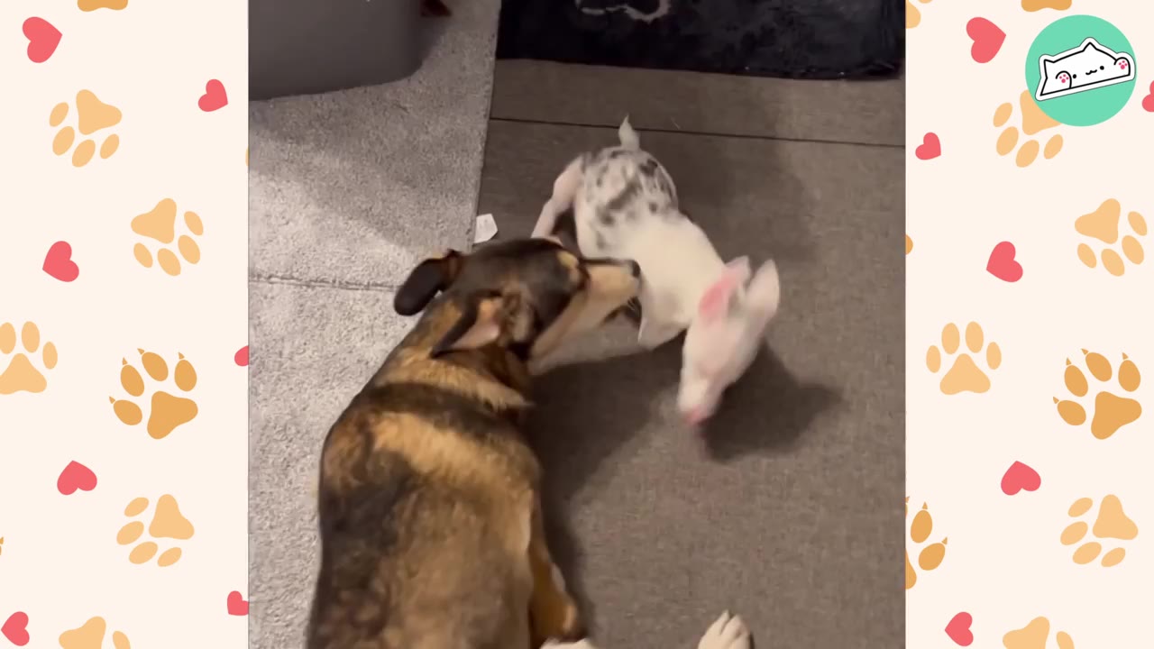 A brown and black dog interacts playfully with a small white and grey spotted puppy on a grey carpet.