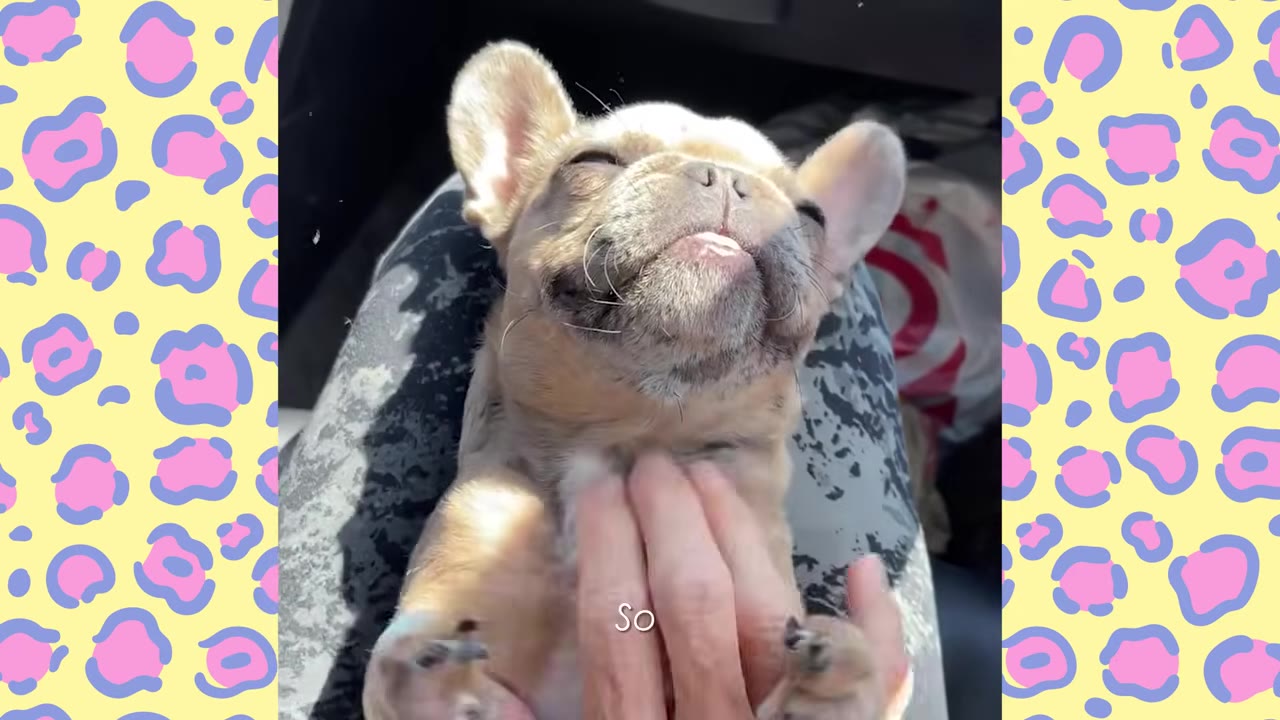 A small French bulldog puppy lies on its back in a person's lap, eyes closed in contentment, as a hand gently scratches its chest, with its front paws raised in the air.