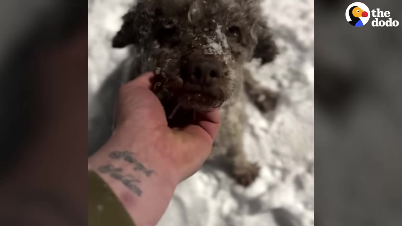 A close-up of a curly-haired brown dog with snow on its face, looking up as a person's hand gently cradles its chin.