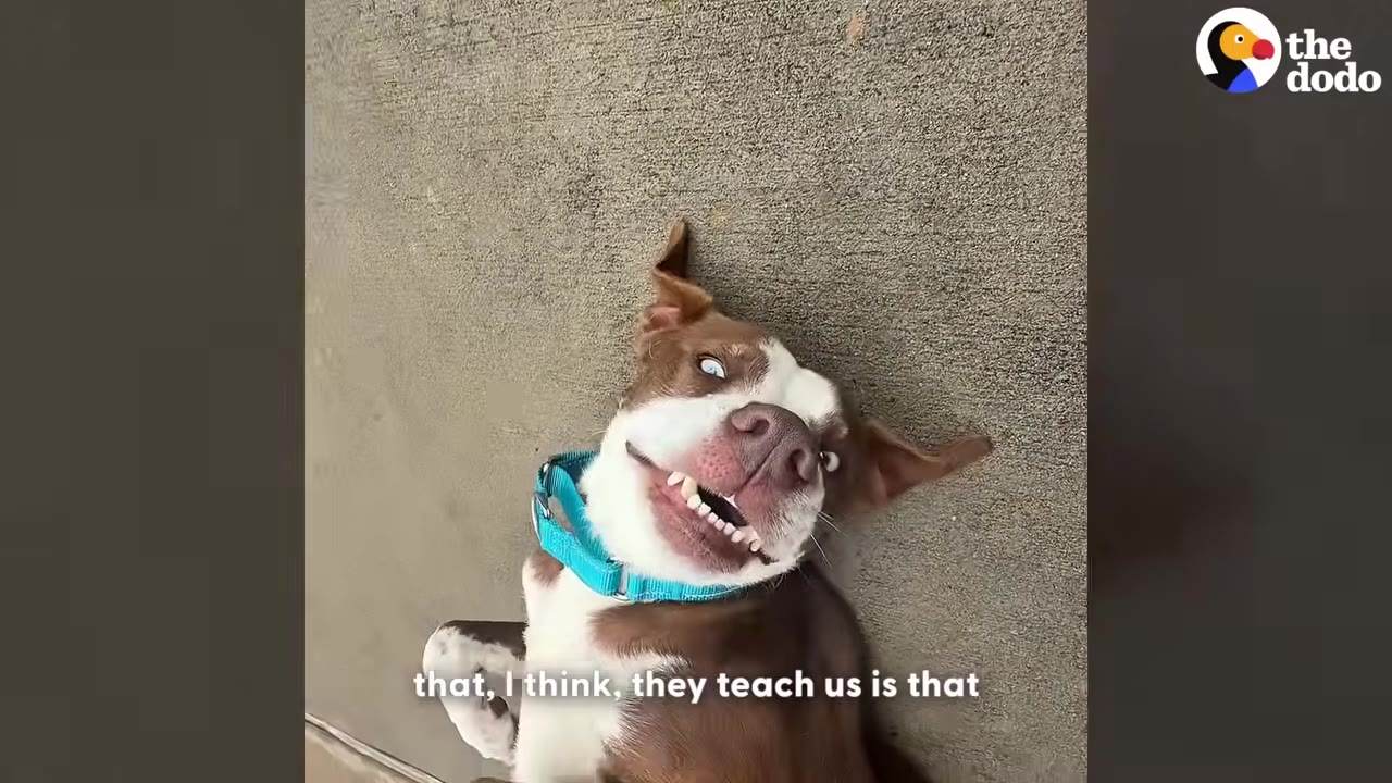 A brown and white dog with a blue collar lies on its back on a concrete surface, looking up with a goofy expression, showing its teeth.