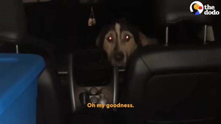 Texas Woman Finds A Strange Creature In Her Car, But The Vet’s Diagnosis Changes Everything