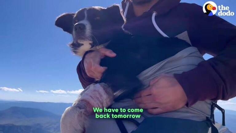 California Couple Finds A Wounded Dog At A Mountain Summit And Gets The Ultimate Surprise Down Below