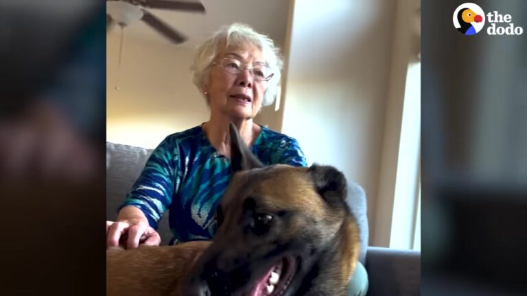 California Dog Found Exhausted In The Hills Gets The Second Chance Her Heart Was Waiting For