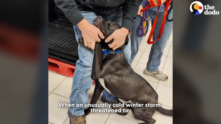 Texas Shelter Pleads For Emergency Fosters Before A Freeze And Gets A Response They Never Expected