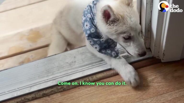 Colorado Sanctuary Hears About A Paralyzed Puppy And Gives Her The Freedom She Always Dreamed Of