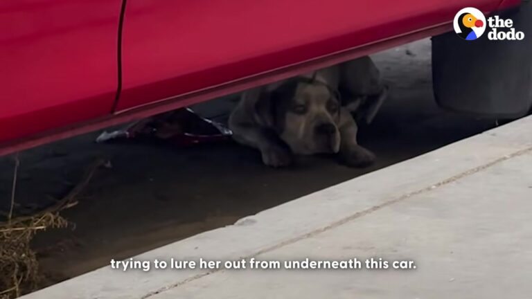 California Dog Found Hiding Under A Car Experiences A Miracle That Takes Her Far From Her Painful Past