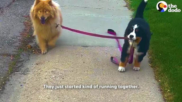 Ohio Dog Lost Her Sight To Glaucoma, But A New Puppy’s Surprising Gesture Changed Everything