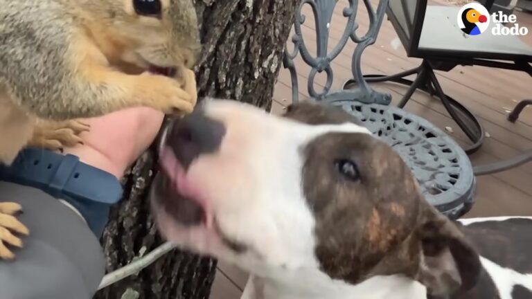 Florida Dog Meets A Rescued Baby Squirrel And Makes A Choice No One Expected