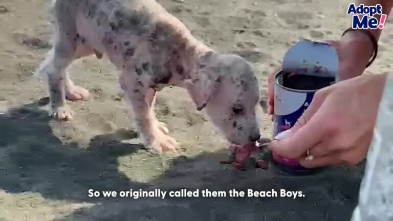 Florida Dog Found Hairless On A Beach Faces Devastating Loss Before A Beautiful Reunion Changes Everything