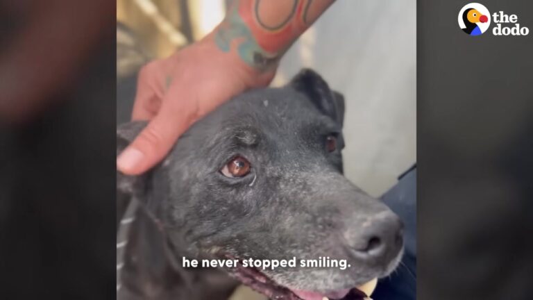 California Dog Covered In Scabs Never Stopped Smiling, Then A Rescue Stepped In Just In Time
