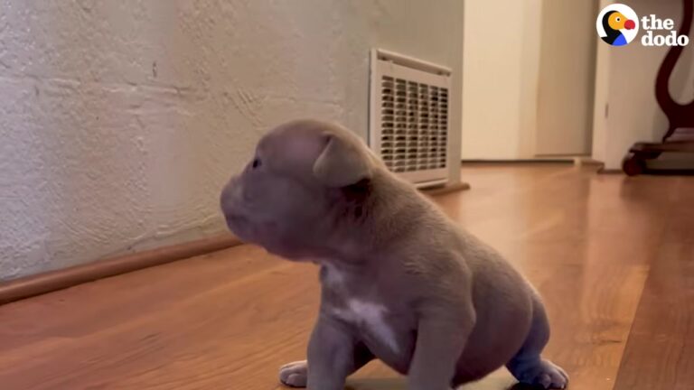 California Puppy Born With A Cleft Palate Gets The Loving Home He Deserves Thanks To A 10-Year-Old’s Essay