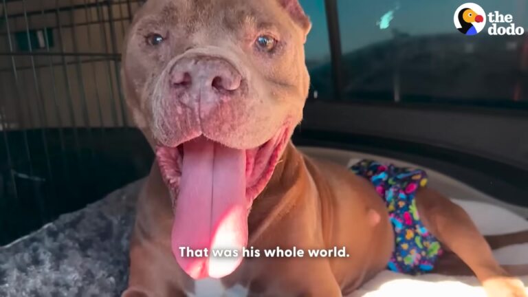 After 13 Years Tied Up, Texas Pit Bull Finally Discovers What Real Love Feels Like