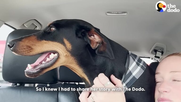 Texas Dog Forgotten In An Overcrowded Shelter Gives Her Rescuer A Look That Changes Everything