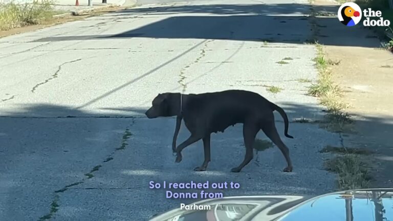 Missouri Dog Shook With Fear In An Abandoned House Until One Gentle Promise Changed Everything