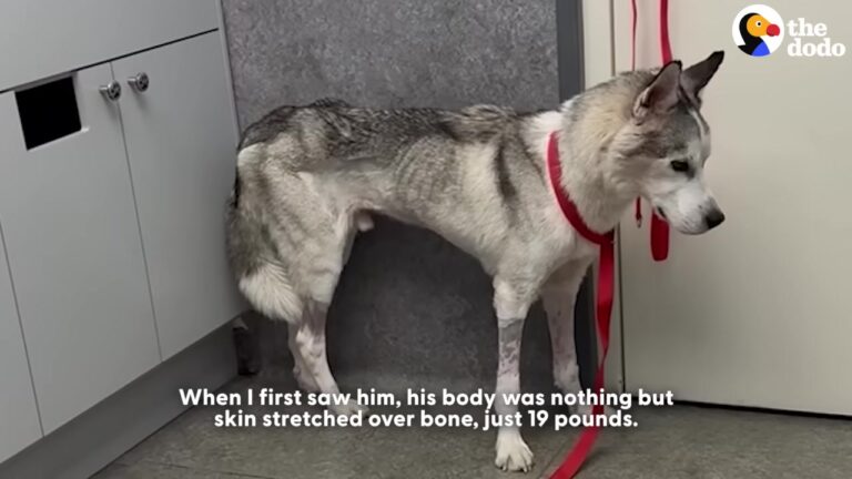Florida Dog Given A Zero Percent Survival Rate Makes A Move That Changes Everything
