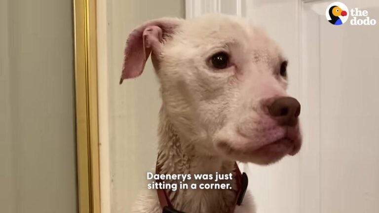 Arizona Dog Left Behind In An Empty Apartment Makes A Stunning Transformation