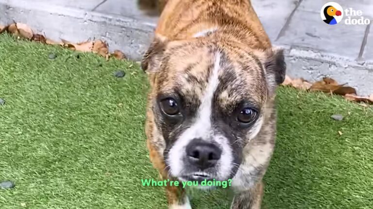 California Dog Found Shaking In The Street Gets The Loving Chance She Was Waiting For
