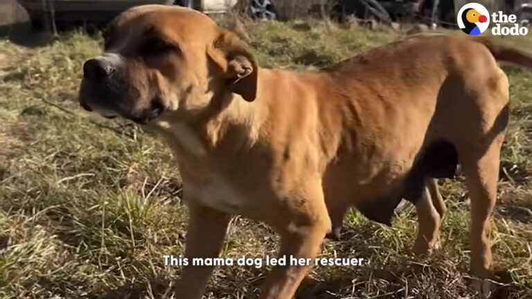 Georgia Mother Dog Knows Exactly Where Her Babies Are And Leads Rescuers Deep Into The Woods