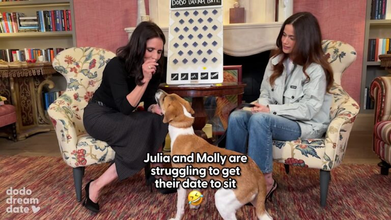 New York Rescue Dog Refuses To Follow One Simple Command, But Her Special Guests See The Sweet Truth