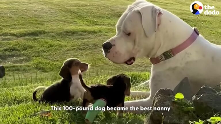 Ohio Dog Arrived Terrified With Her Puppies, But A 100-Pound Deaf Nanny Stepped In To Change Everything