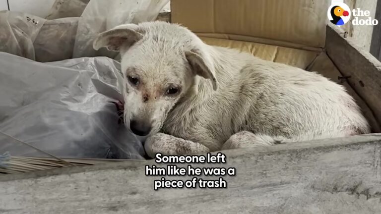 California Dog Found In A Market Rubbish Pile Proves To Be The Soulmate One Family Was Waiting For