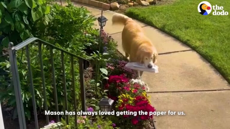 California Dog Loses His Sight To A Painful Condition, But One Daily Tradition Proves His Spirit Is Unbroken