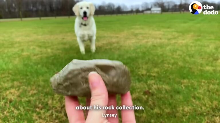 California Dog Obsessed With Rocks Carries Them Around Like They Are His Best Friends