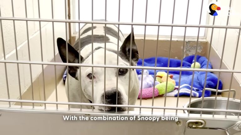 Washington Senior Dog Waited Longer Than Anyone, Until A Special Habit Won Over The Perfect Heart